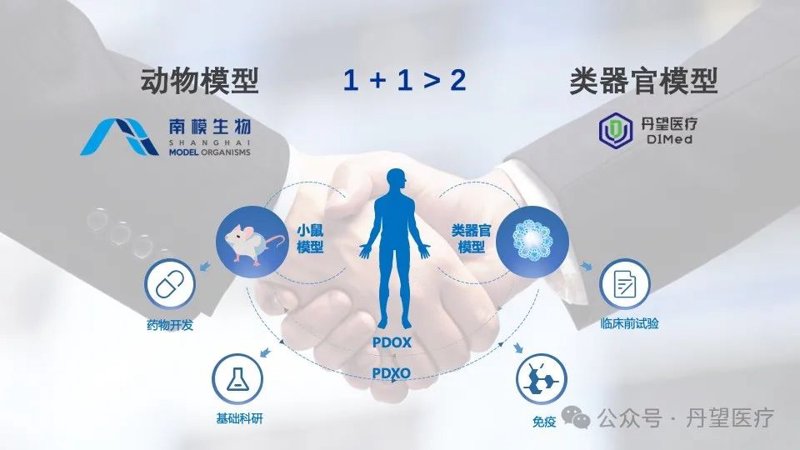 动物疾病模型